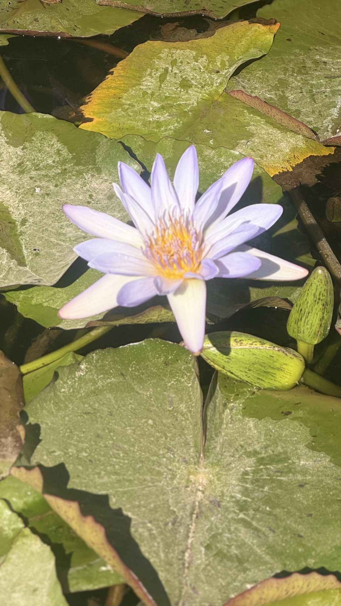 A blue lotus bloom in the Luxor pond, annotated to show the identifying characteristics