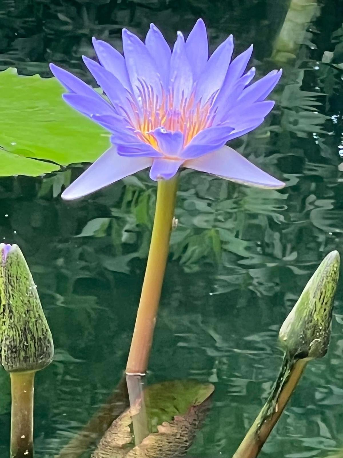 A single blue lotus open above dark water, two closed buds beside it