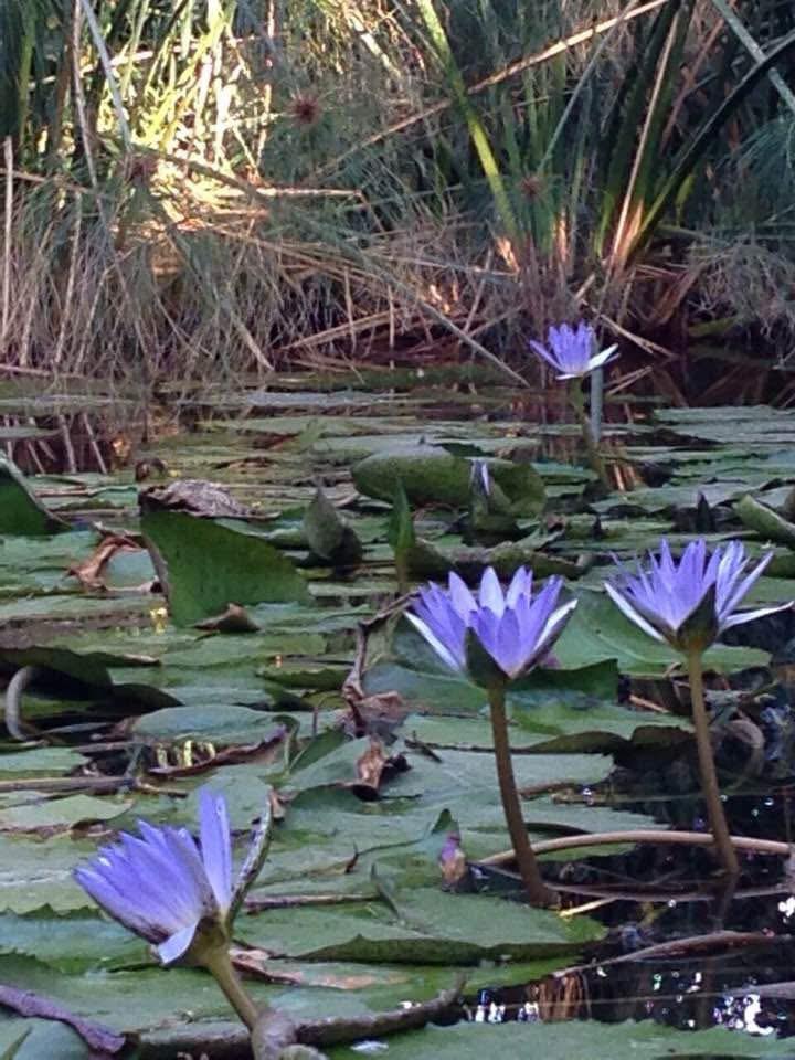 Blue lotus open across the pond with papyrus and reeds behind
