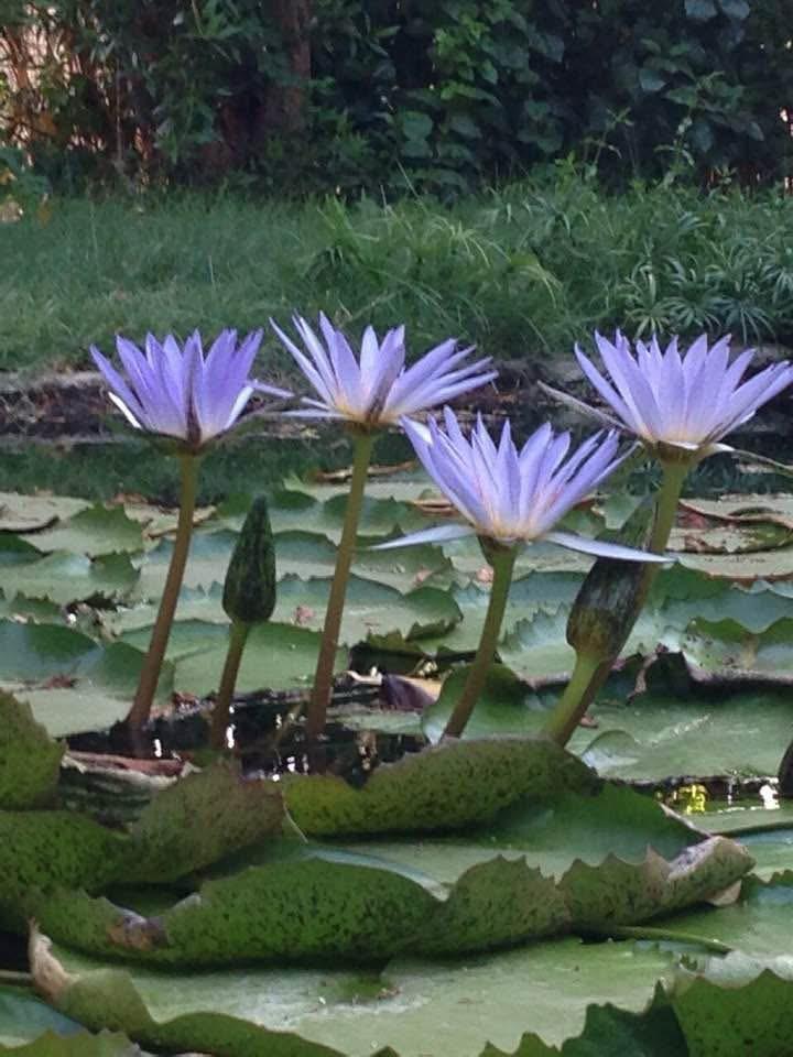 Four blue lotus standing open on their stems above the pads