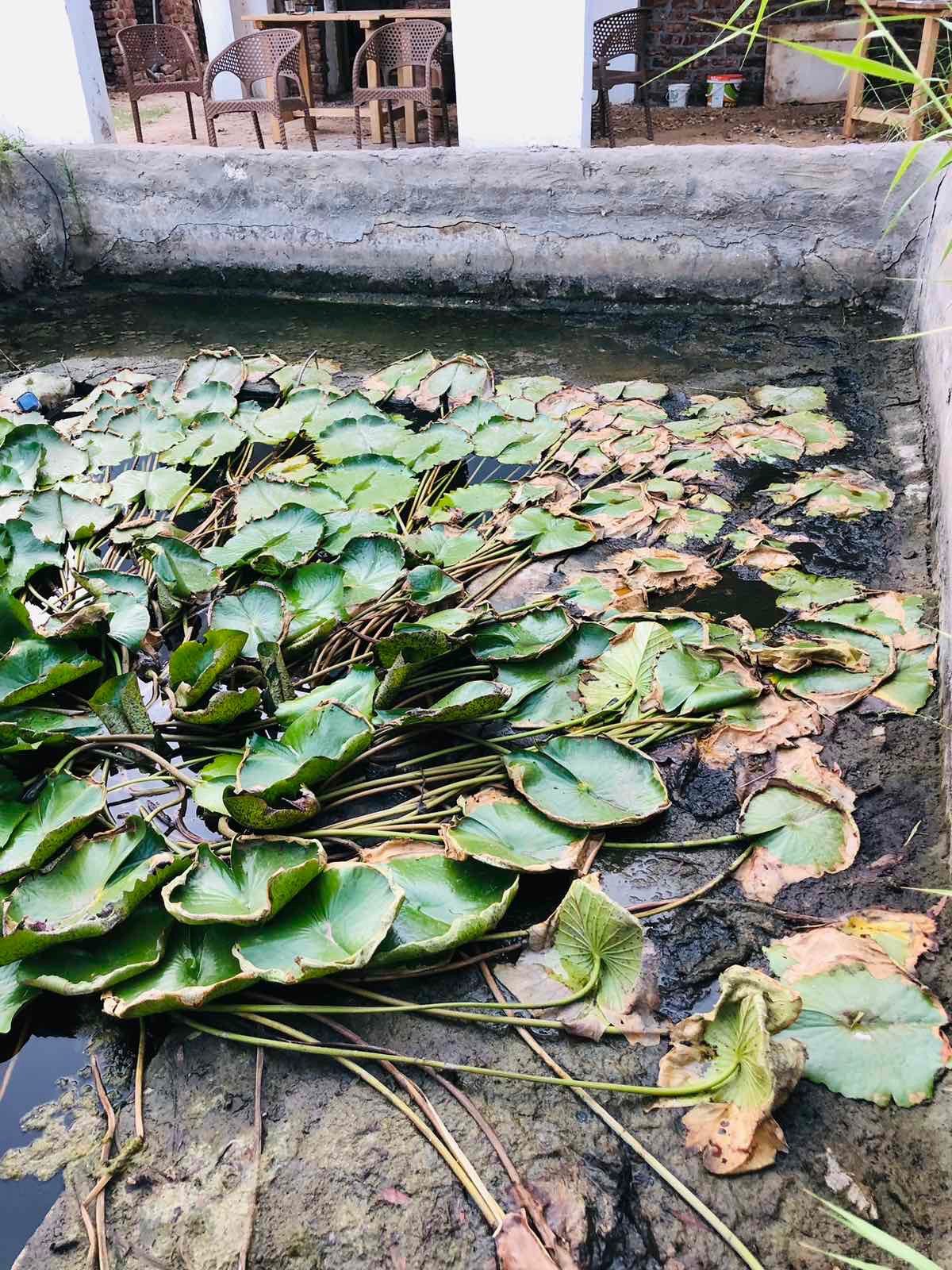 Lotus crowns and rhizomes exposed above the water line