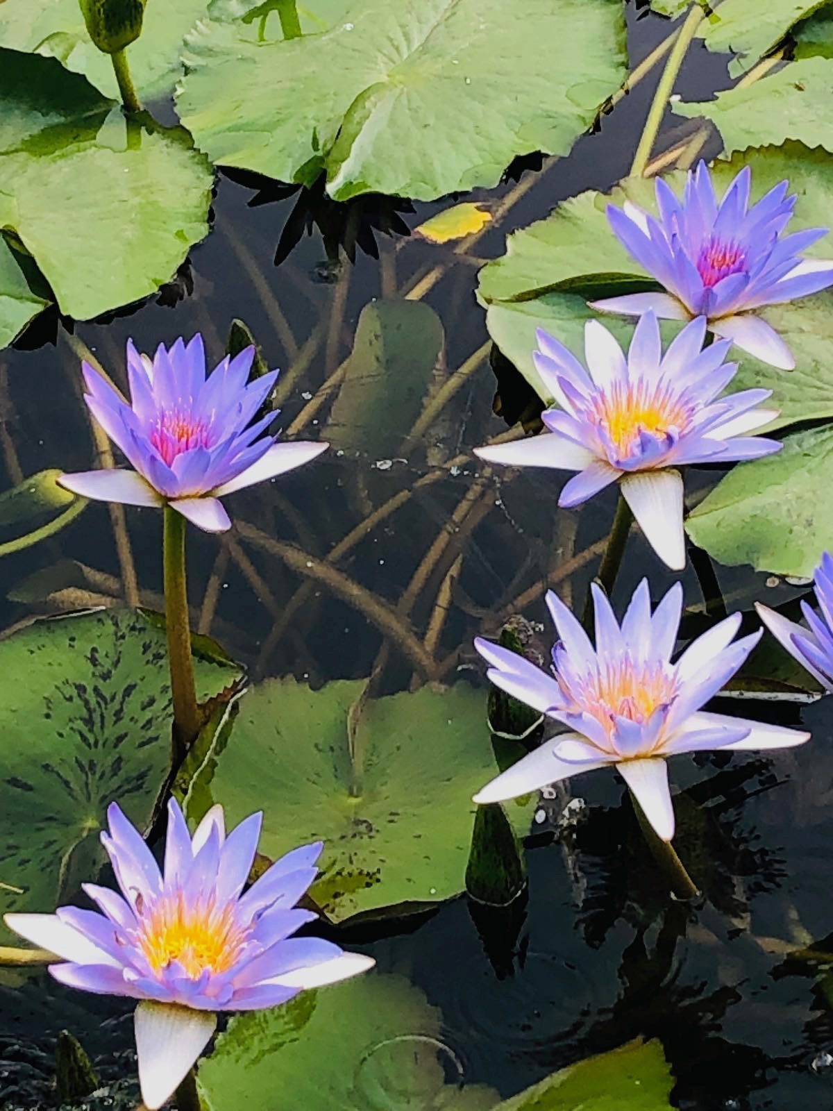 The pond in June, covered in open blue lotus blooms