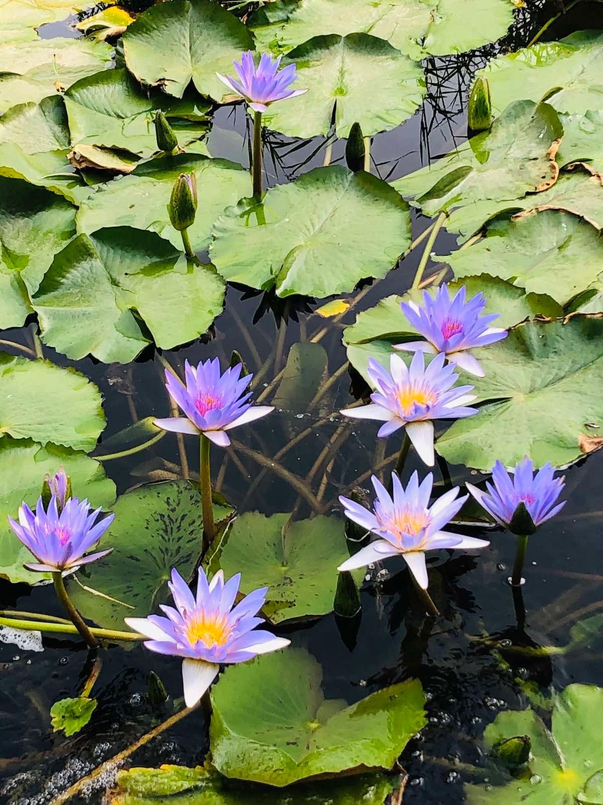Blue lotus blooms open across the pond in June