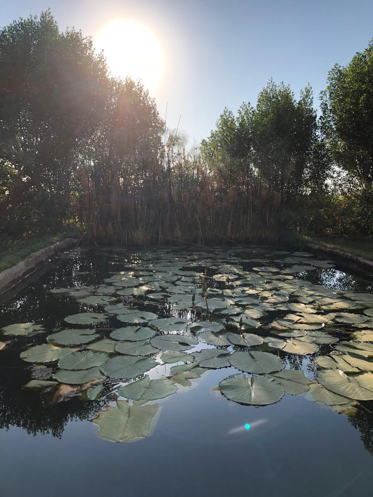 The pond full of lily pads at first light, papyrus and trees behind it