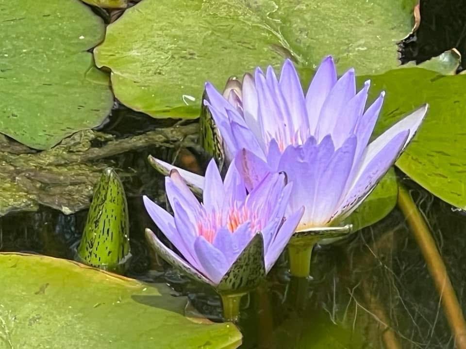Two blue lotus blooms showing the dark spotted sepals on the underside